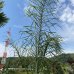 Palma kráľovská (Syagrus Romancoffianum) - výška kmeňa: 70-100 cm, celková výška: 220-260 cm, kont. C35L (-2°C)
